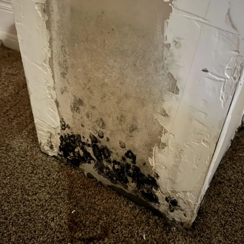 Professional Mold Removal in Marine City, MI
